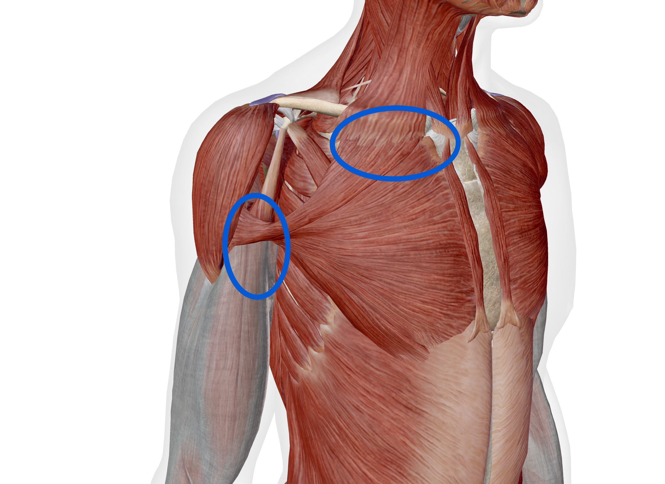 トップアマゴルファーの左肩の痛み